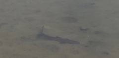 Mustelus