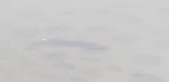 Mustelus