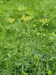 Heracleum sphondylium sibiricum