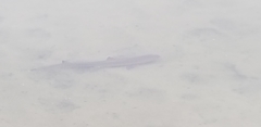 Mustelus