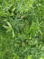 Heracleum sphondylium sibiricum