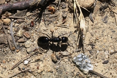Camponotus laevigatus