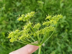 Heracleum sphondylium sibiricum