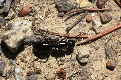 Camponotus laevigatus