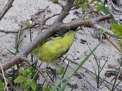 Setophaga kirtlandii