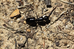 Camponotus laevigatus