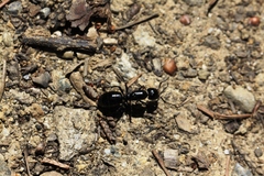 Camponotus laevigatus