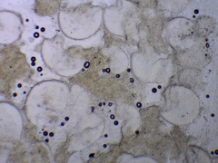 Trichoderma leucopus