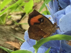 Pterodecta felderi