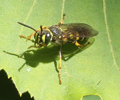 Aphilanthops frigidus