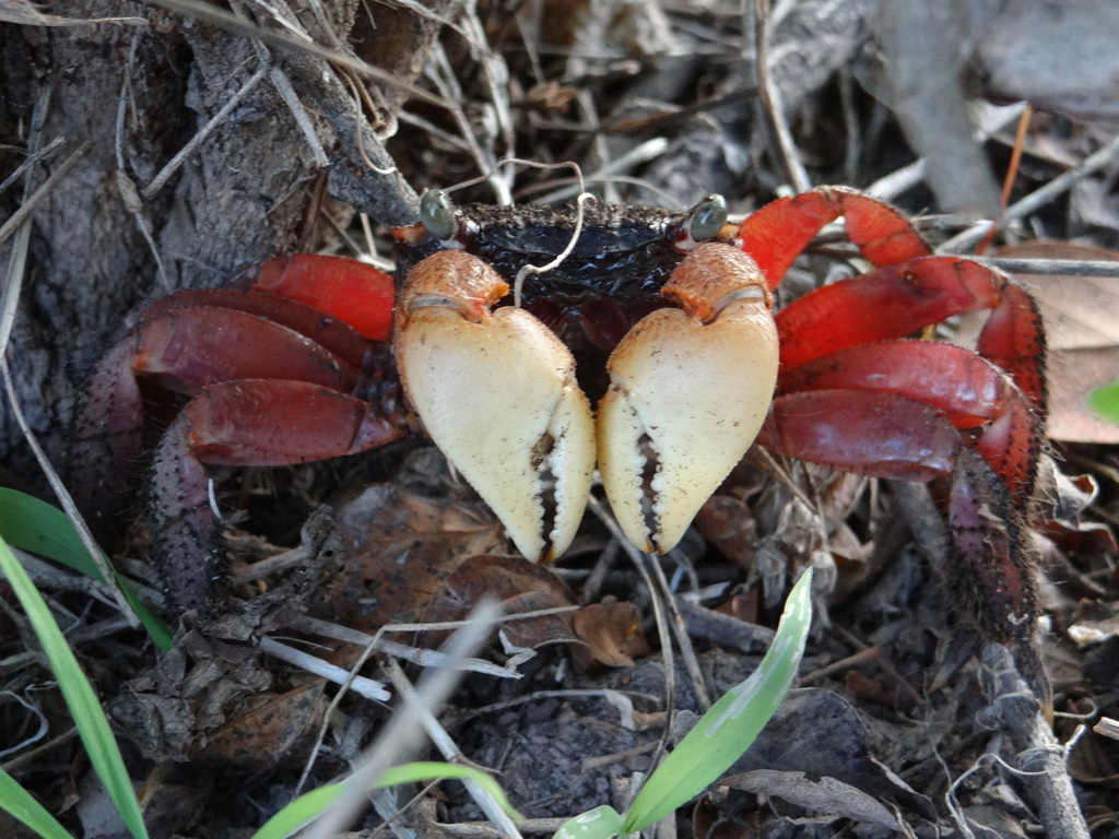 Sesarma sulcatum
