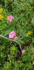 Rosa × palustriformis