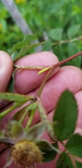Rosa × palustriformis