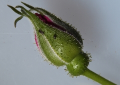 Rosa × palustriformis