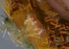 Rosa × palustriformis