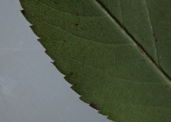 Rosa × palustriformis