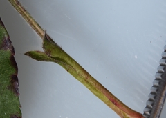 Rosa × palustriformis