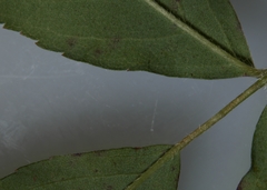 Rosa × palustriformis