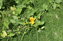 Cucurbita radicans