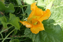 Cucurbita radicans