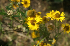 Helenium mexicanum