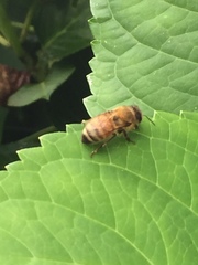 Apis cerana japonica