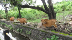 Bos javanicus domesticus