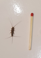 Ctenolepisma lineatum