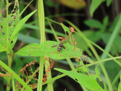 Epeolus bifasciatus