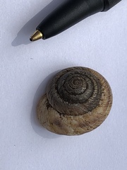 Oreohelix grahamensis