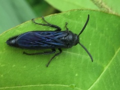 Scolia oculata