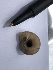 Oreohelix grahamensis