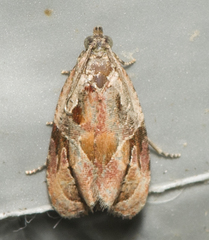 Zomaria interruptolineana