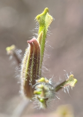 Cordylanthus pilosus pilosus