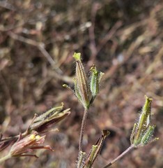 Cordylanthus pilosus pilosus