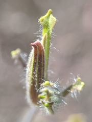 Cordylanthus pilosus pilosus