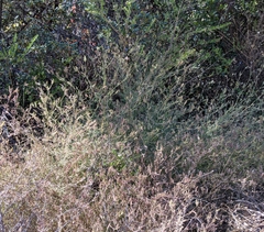 Cordylanthus pilosus pilosus