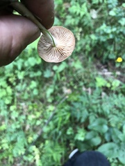 Panaeolus foenisecii