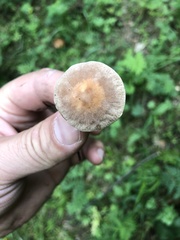 Panaeolus foenisecii