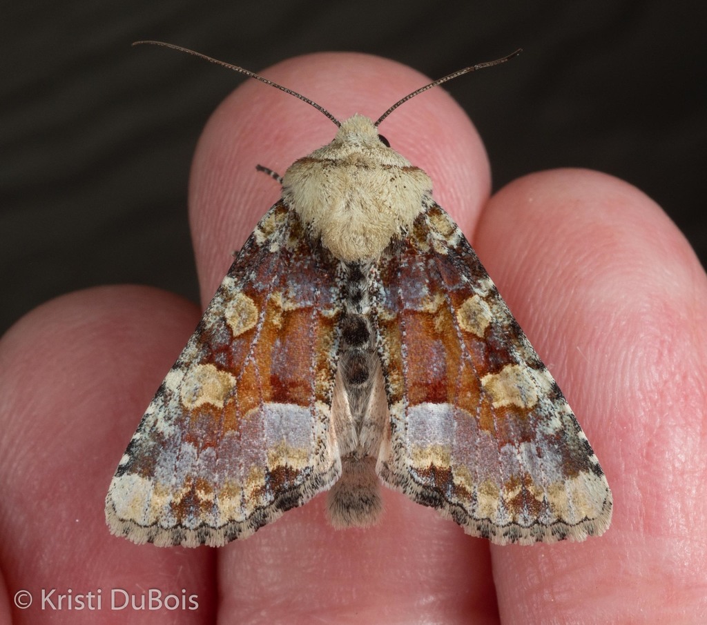 Oligia rampartensis