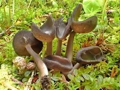 Helvella fibrosa