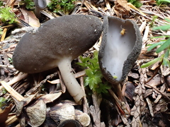 Helvella fibrosa