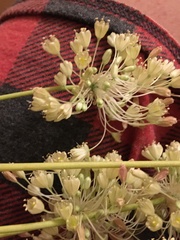 Allium thunbergii