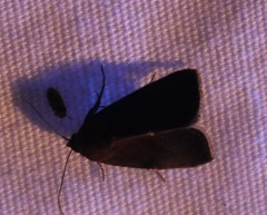 Galgula