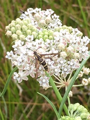 Penstemonia clarkei