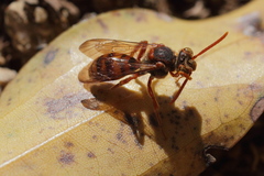 Nomada japonica
