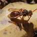 Japanese Nomad Bee - Photo (c) harum.koh, some rights reserved (CC BY-NC-SA), uploaded by harum.koh