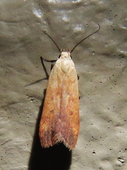 Anacampsis fullonella