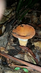 Lactifluus clarkeae
