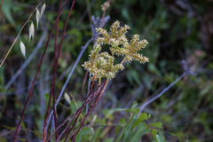 Petrosedum sediforme